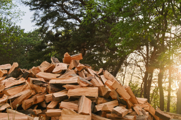 TVA pour le bois de chauffage : une forêt dense !