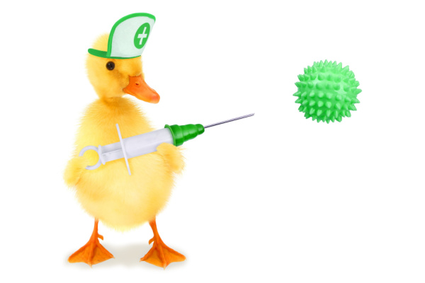 Fidu - - Grippe aviaire : la campagne de vaccination des canards est lancée ! -
