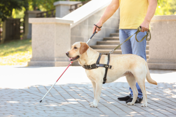 Taxis : pouvez-vous refuser d’effectuer une course lorsque votre client est accompagné d’un chien-guide ?