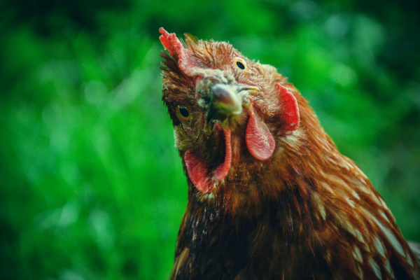 Grippe aviaire : le point sur la situation épidémique et le versement des indemnités