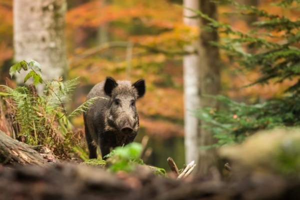 Fidu - congé - Clôture des espaces naturels : du nouveau -