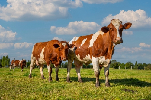 Aides agricoles : précisions à propos de l’aide aux bovins 