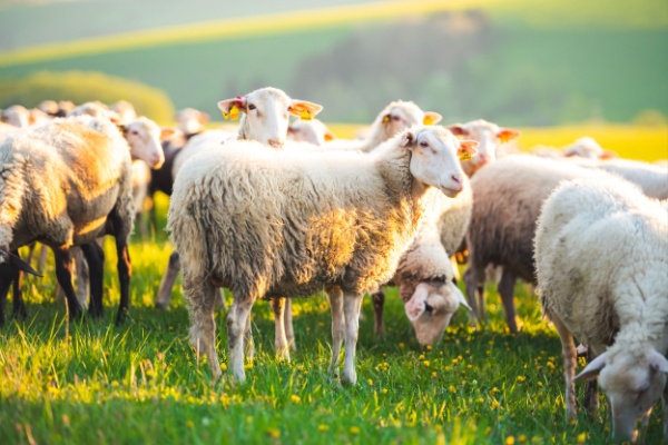 Agriculture : vers une reconquête de la souveraineté